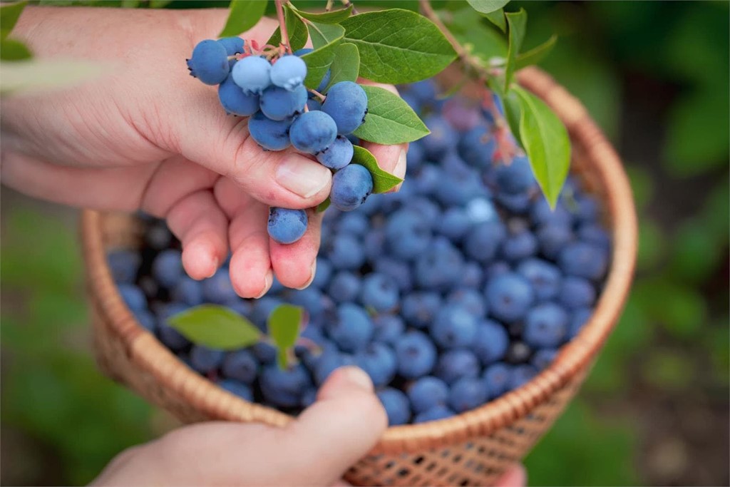 Arándanos, la fruta estrella del S.XXI