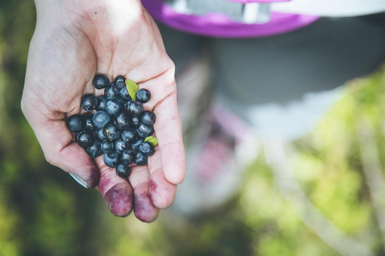 Con todo el sabor del arándano, con todo el saber de nuestros agricultores